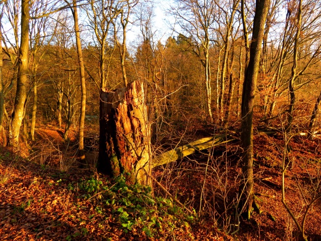 Wanderung im Steigerwald