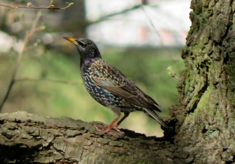 Star bei Waldlufe fr das Immunsystem zwischen 14.03.2020 und 19.04.2020