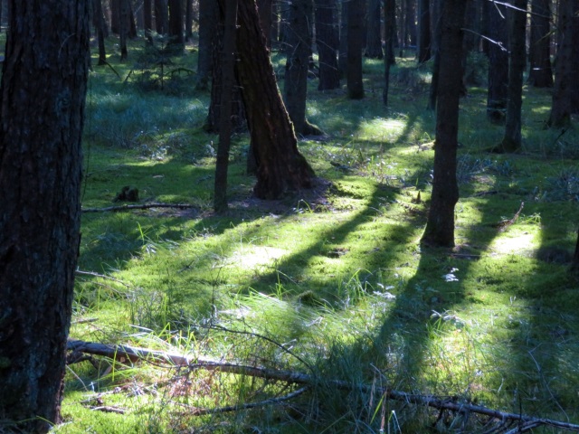 Licht und Schatten im Herbstwald