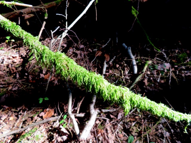 Licht und Schatten im Herbstwald