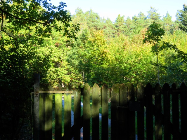 Licht und Schatten im Herbstwald