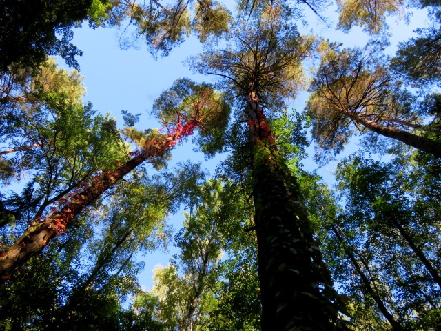 Licht und Schatten im Herbstwald