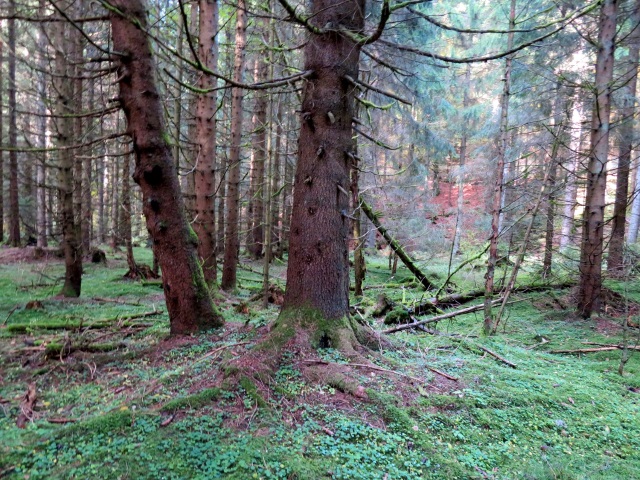 Tour im Thringer Wald am 20.10.2021