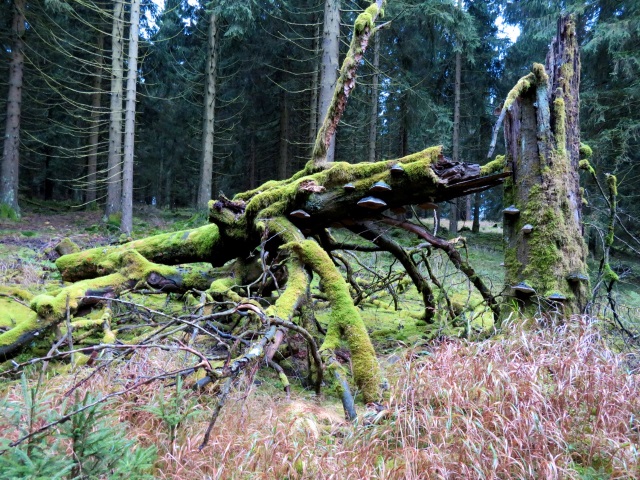 Tour im Thringer Wald am 20.10.2021