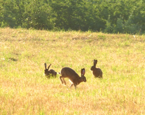 Hasen bei meinem Morgenlauf am Weingartsteig im Juni 2023