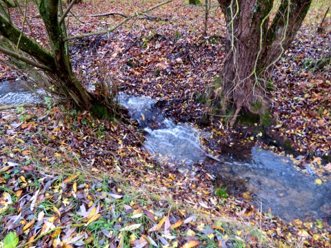 Sprudelndes Bchlein und buntes Hernstlaub  im Lorenzer Reichswald im November 2023