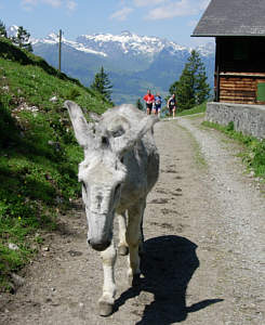Vom Liechtenstein Marathon 2005
