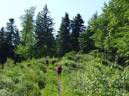 Black Forest Trailrun 2011