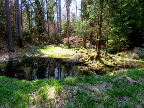 Kleiner aber idyllischer Waldsee im April 2022